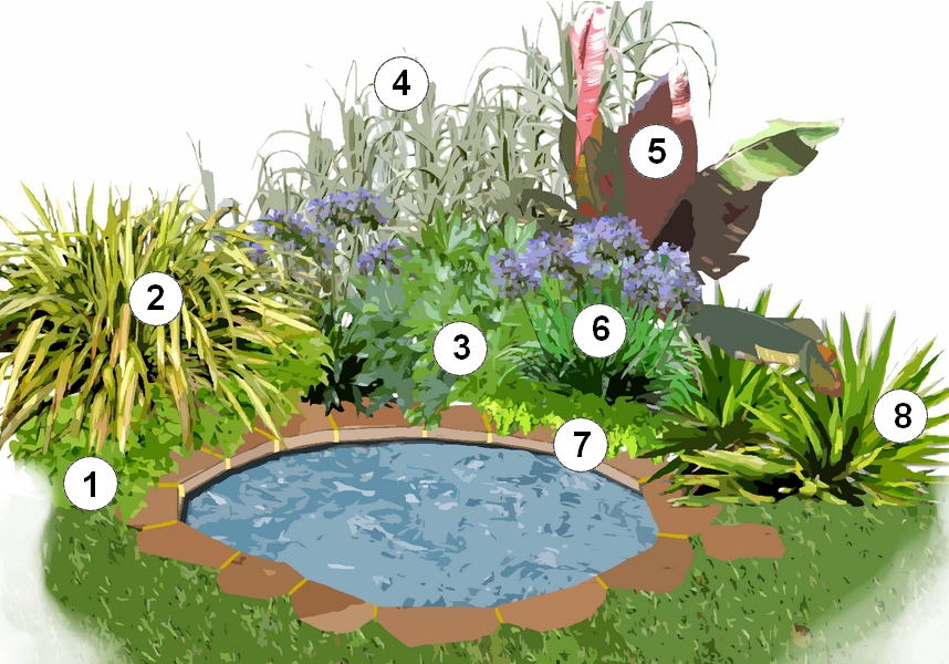 plante exotique de bassin